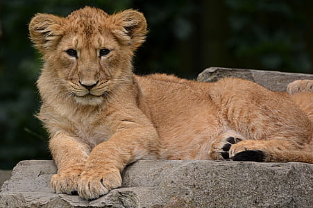 lioness lying on grey rock at daytime
