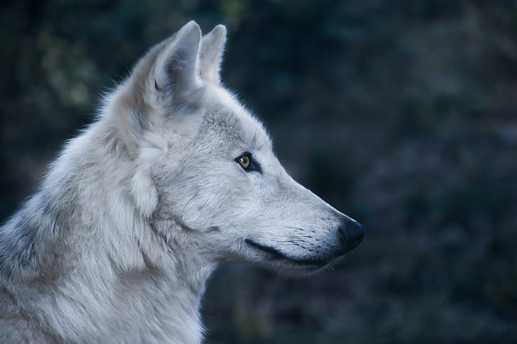 micro lens photo of white wolf