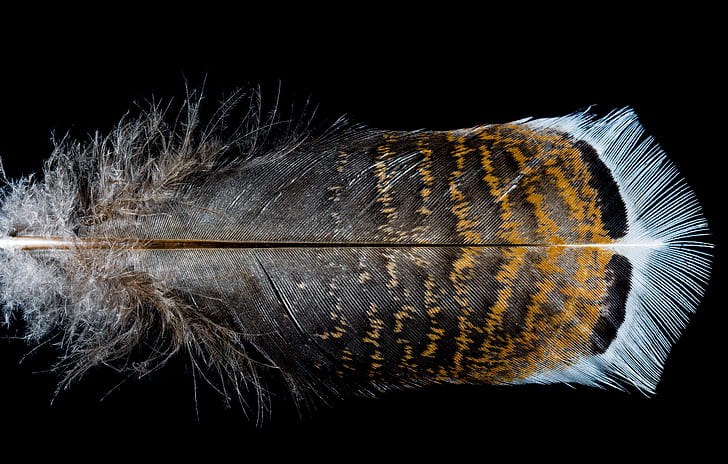 black and brown feather in black background