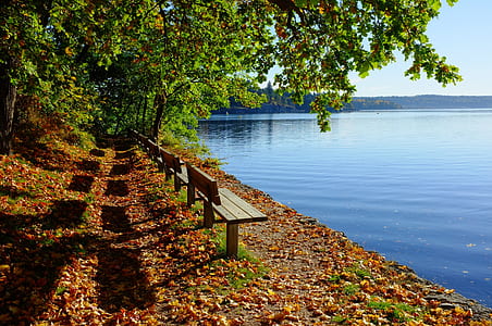 brown wooden benches beside body of water under trees during daytime