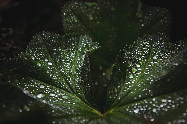 close up photography of dew drops