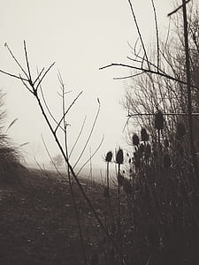 Grayscale Photo of Bush Covered With Fog