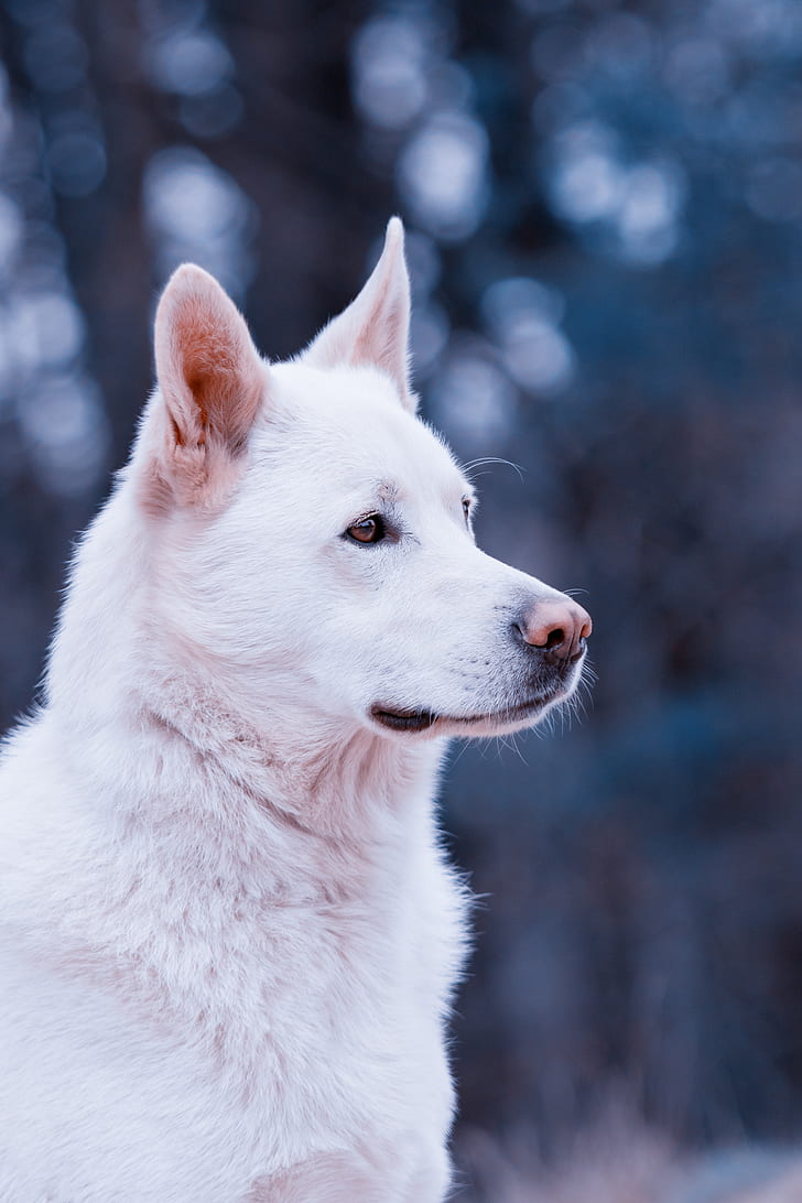 shallow focus photo of medium-coated white dog