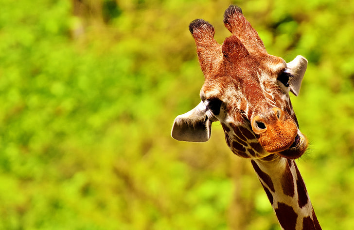 selective focus photo of brown giraffe
