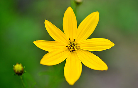 selective focus photography of yellow 8-petaled flower