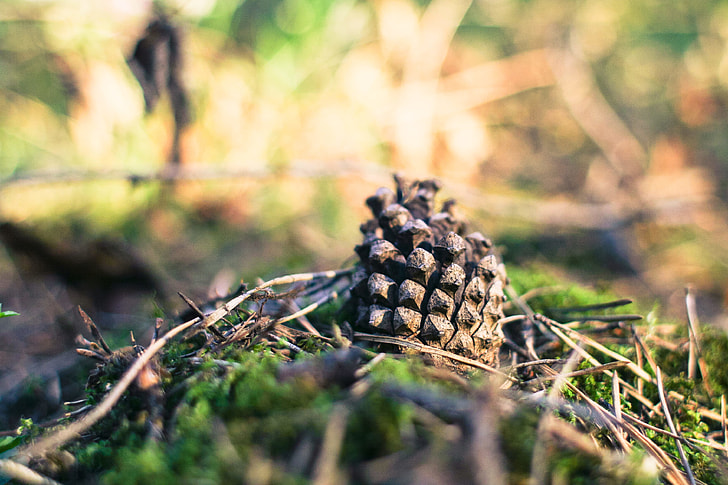 Royalty-Free photo: Focus photography of pine cone