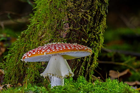 shallow focus photography of brown mushroom