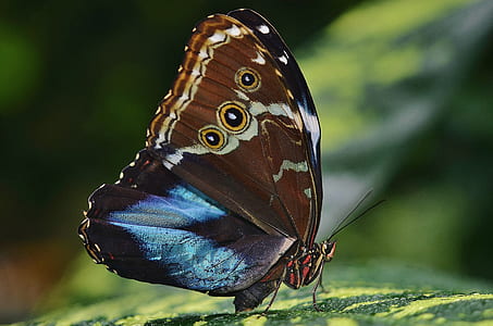 Morpho butterfly perched on green leaf