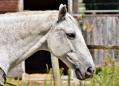 selective focus photography of gray horse near grass