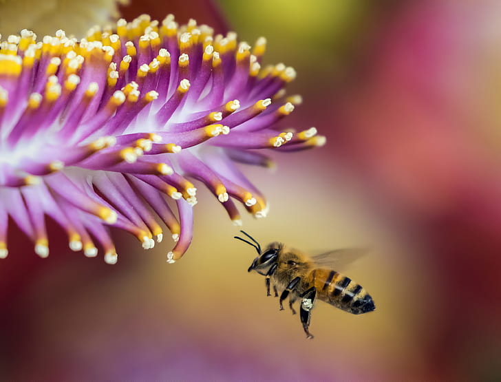 honeybee hovering in front of purple petaled flower closeup photography