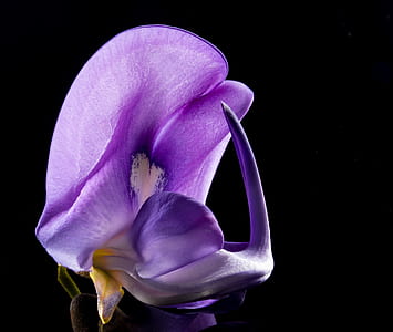 close up photo of purple petaled flower