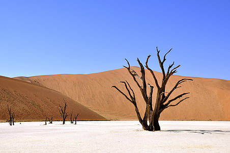 tree on white sand during daytime