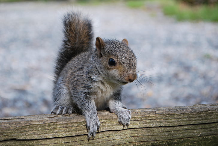 shallow focus photography of gray and brown squirrel on brown wood