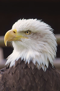 closeup photo of American Bald Eagle