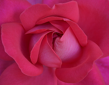 pink petaled flower photo