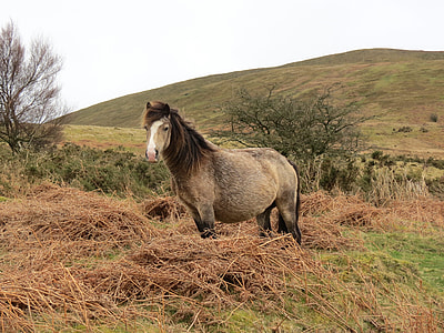 grey horse standing on grass