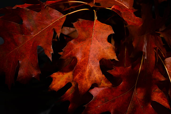 Close-Up Photography of Maple Leaves