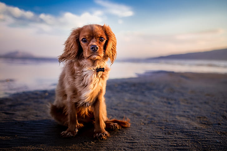 adult ruby-colored Cavalier King Charles spaniel