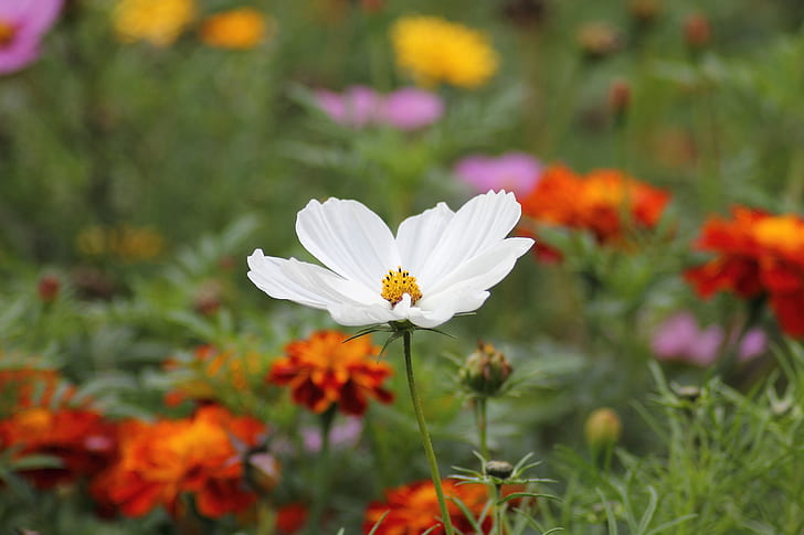 selective focus photography of white cosmos flower
