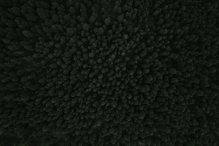 texture, forest, tree, drone view