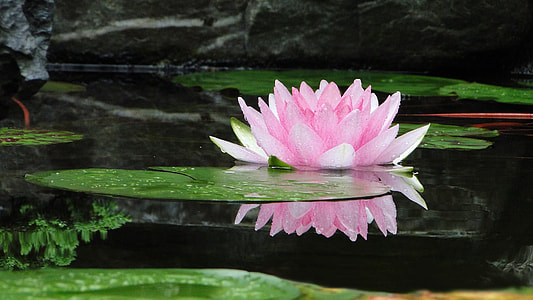 photo of pink lotus flower on body of water