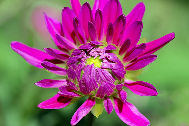 close-up photo of pink chrysanthemum flower