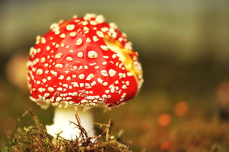 red and white mushroom focus photography