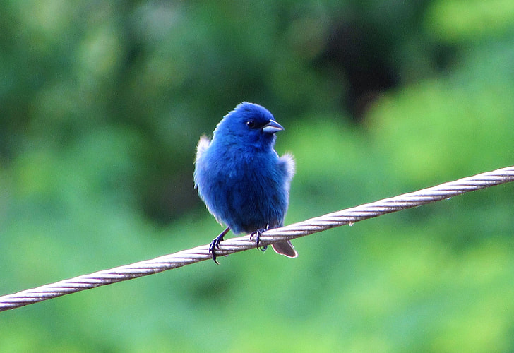 blue short beaked bird perched on wire