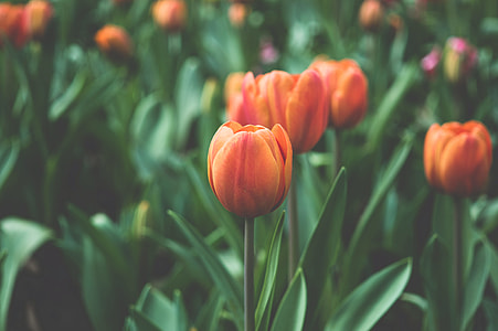 macro photography of orange tulips