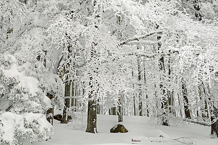 tree covered by snow