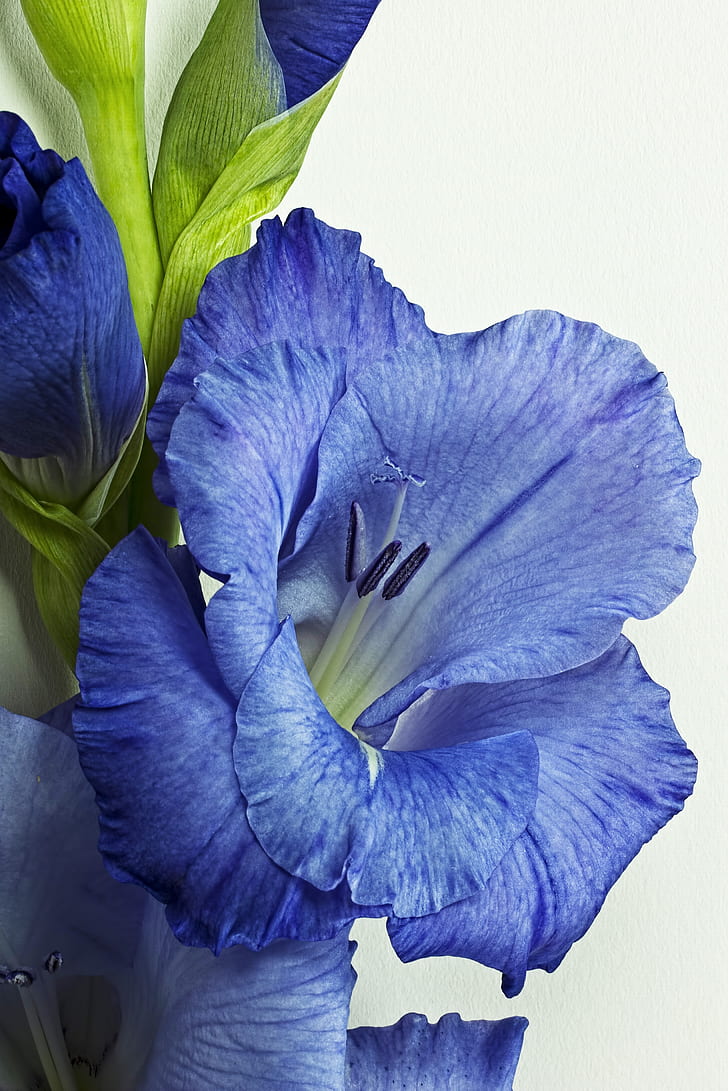 close up photo of blue petaled flowers