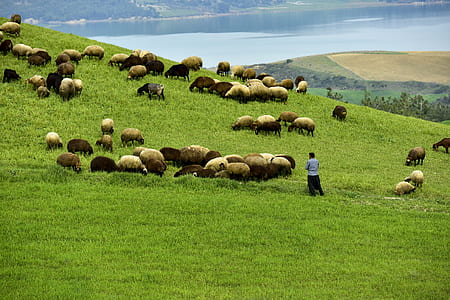 group of sheep in green lawn