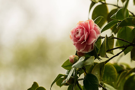 closeup photography of pink camellia rose