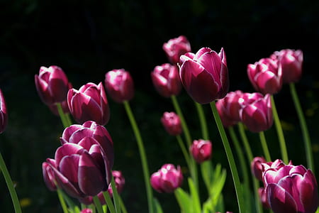 Purple Tulips Close Up Photography