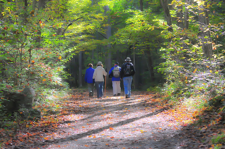 four people walking between trees during daytime