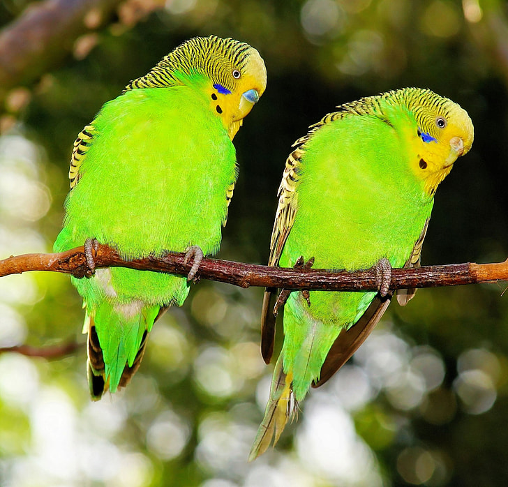 selective photography of two green birds