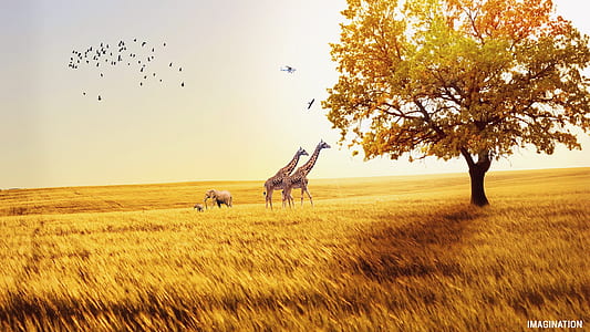 two giraffe walking on grass field photo