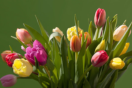pink, red, yellow, and purple tulip flowers