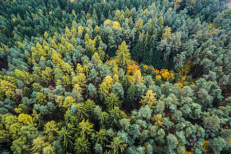 Autumn Forest From Above