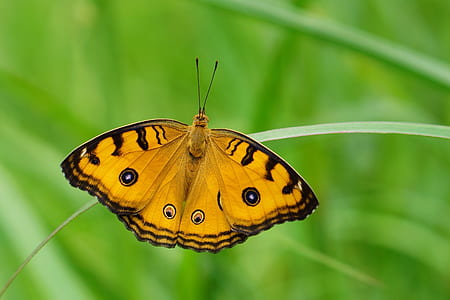yellow and black tiger butterfly on green leaf plant
