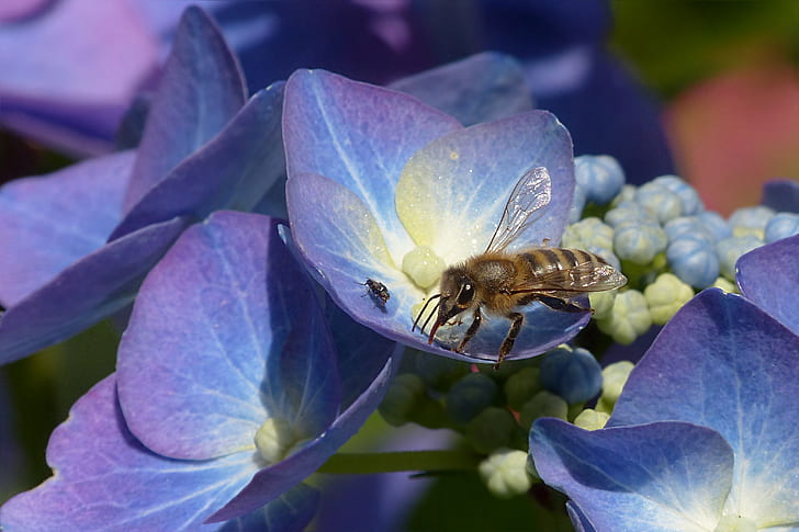 honeybee sipping purple petaled flowers nectar