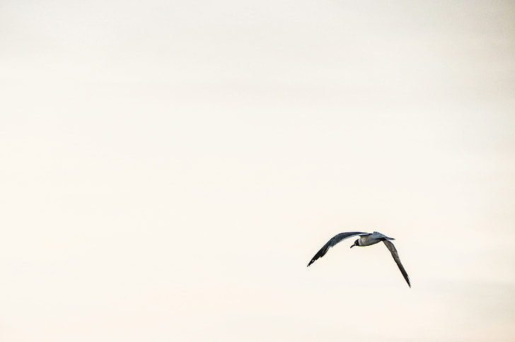 Photo of a seagull bird in flight against a clear sky