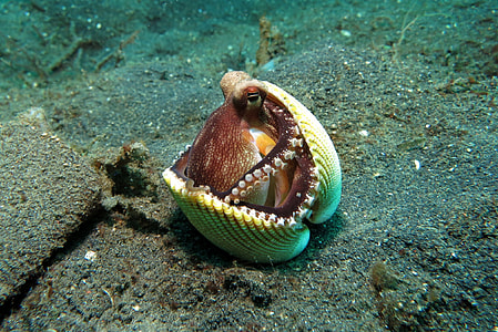 brown octopus hiding under yellow clam shell closeup photo