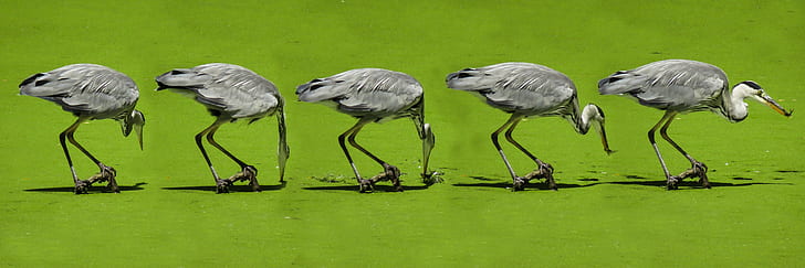 grey heron painting