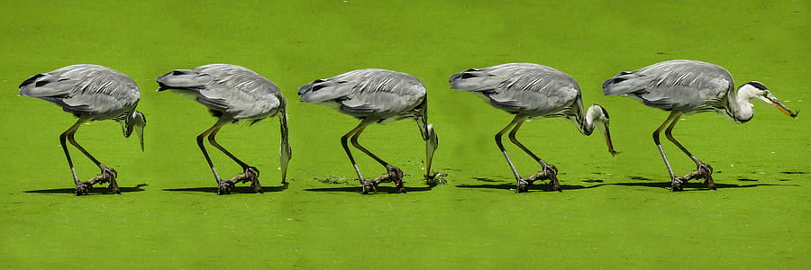 grey heron painting