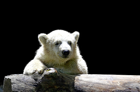 polar bear on top of gray log