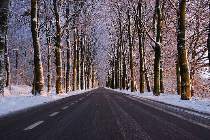 Road in the winter with trees and snow in forest