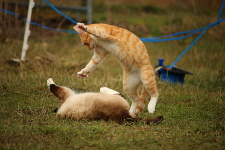 Siamese and orange tabby cats playing on green grass