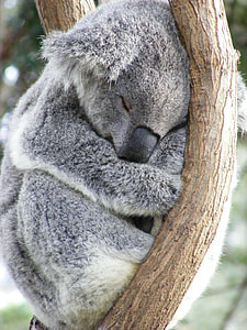 gray koala sleeping on tree