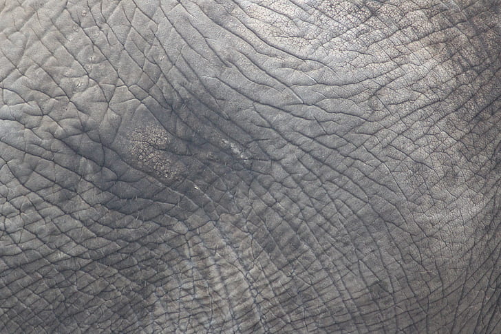 texture, grey, elefant, skin, black space